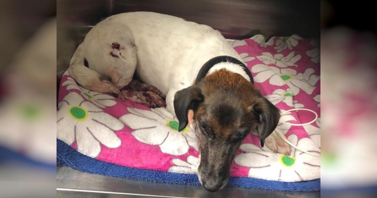 Bobby The Dog Hit and Run Victim Givealittle