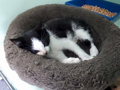 Help Pay for Malcolm's Paw Amputation Surgery