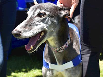Greyhounds As Pets (GAP) Annual Appeal 2021