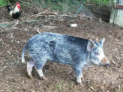 Chicory the blind boar needs your help!