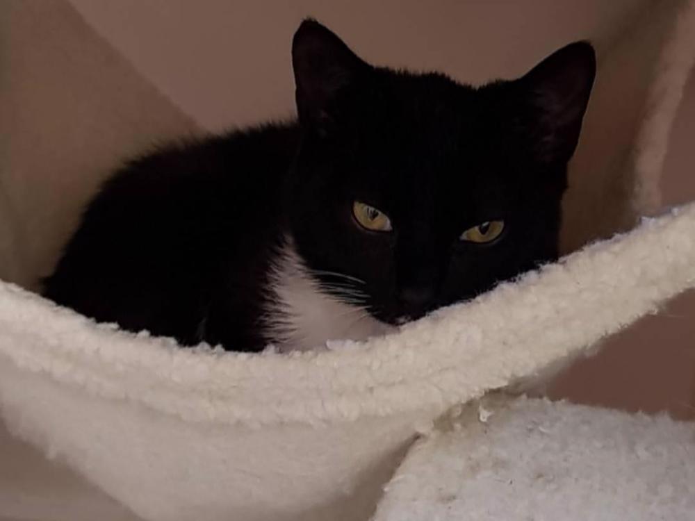 Help Onyx stay healthy Givealittle