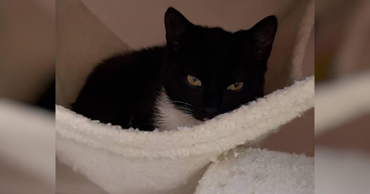 Help Onyx stay healthy Givealittle