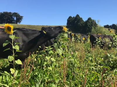 Help Harold after Sunflower Sadness!