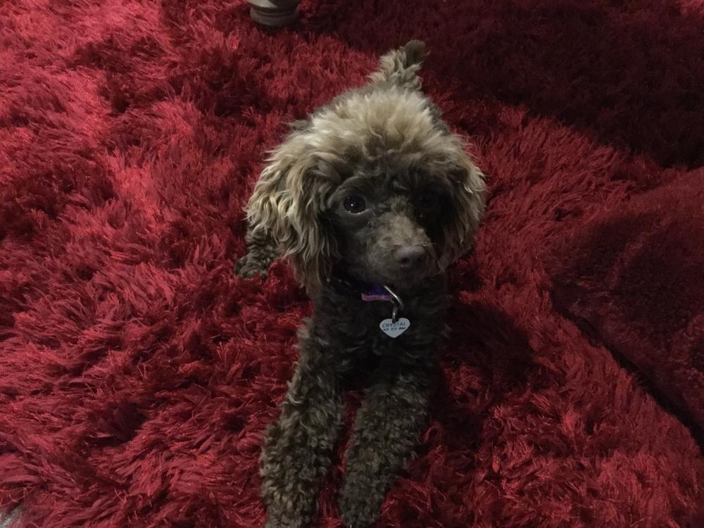 Rescue dog tiny toy Poodle Ruby Rose is in need of your help she