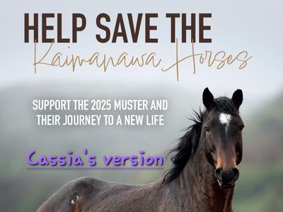 Cassia's 100 Kaimanawa Horses FUNDRAISING