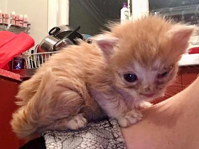 Help save the lives of vulnerable kitties!