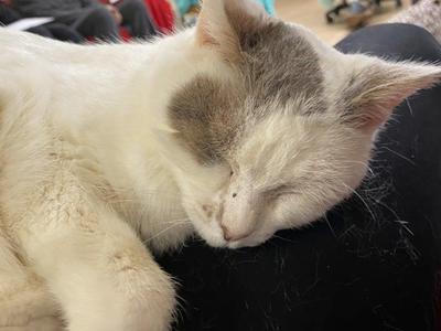 Jeremy is 20: A Cats Protection Wellington Wee Miracle