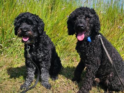 HELP ME HELP DOGS IN NEED!