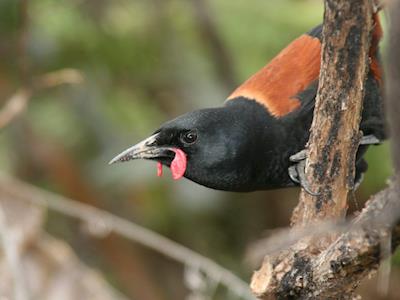 Help provide a safe haven for rare and threatened native birdlife in Wellington City