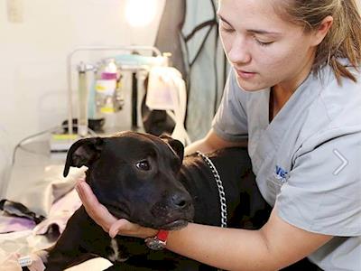 Desexy Revolution Needs You!