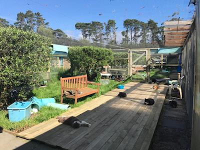 Vet bills skyrocketing for cats in need. Desperate  for help. 