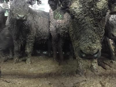 Veterinarians for Animal Welfare Aotearoa