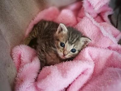 Please help us get thru kitten season?