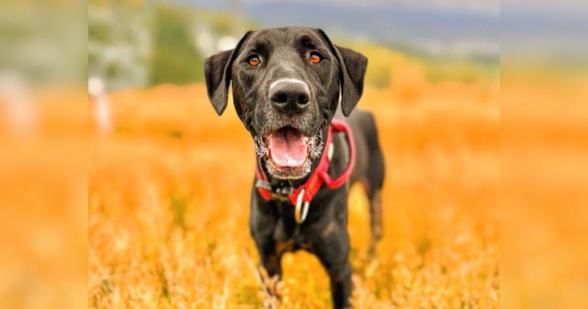 Kia Kaha Cookie Givealittle