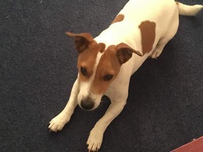 Let's Help Auckland Puppy Rescue!