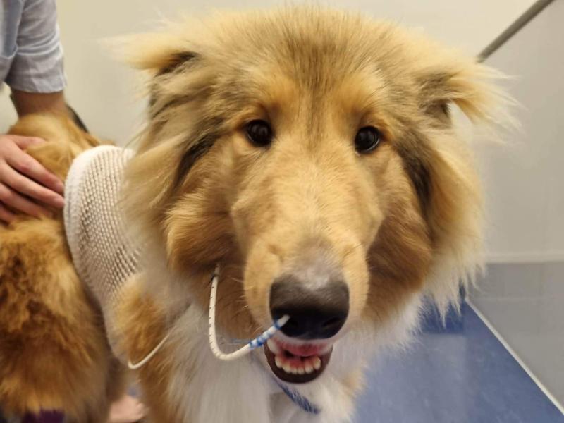 2 surgeries and 2 superbugs, Obi needs help - Questions - Givealittle
