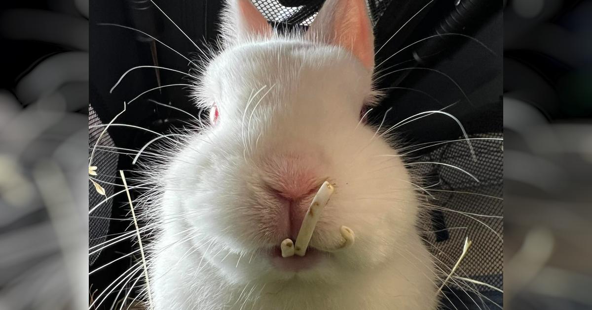 Christchurch Rabbit Rescue Givealittle