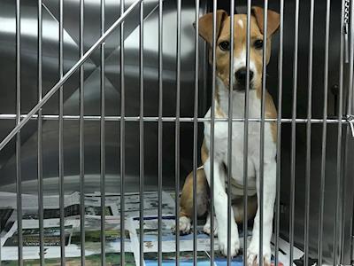 Help Ayla's Rehabilitation! 