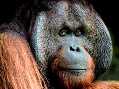 Auckland Zoo Conservation Fund