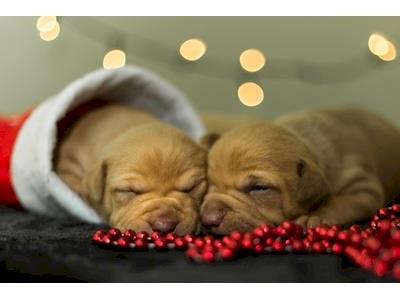 All we want for Xmas - No vet debt !!!