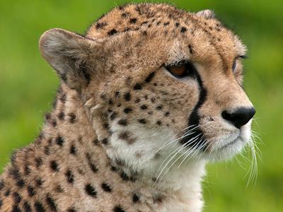 Help endangered animals