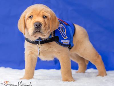 ADNZ Jack needs eye surgery to stay with Jill and on the ADNZ Program!