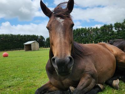 Hay Appeal for HUHA  2026