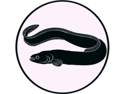 Tuna / Longfin eel