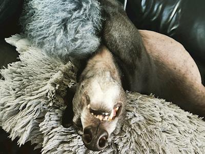 Donate to my fundraiser for Greyhounds As Pets Annual Appeal 2021