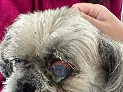 Paws for a cause, help Cici and Annie