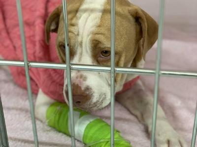 URGENT - Help save Nala, every $ counts!