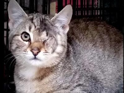 We believe that each cat has the right to the best medical treatment needed.