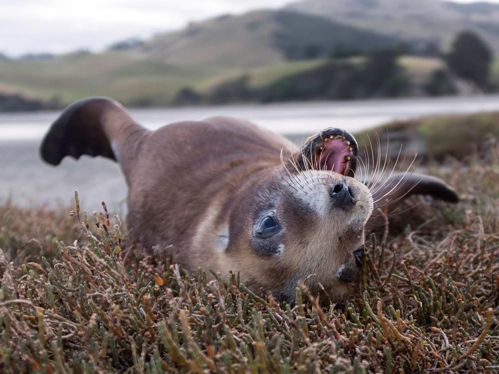 New Zealand Sea Lion Trust - Givealittle