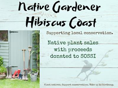 Native Gardener Hibiscus Coast