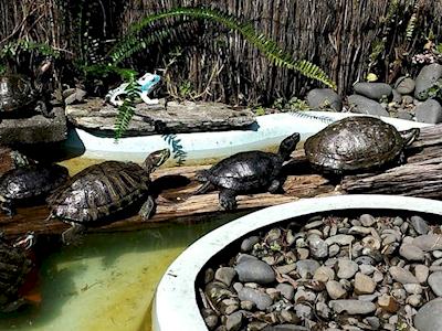 West Auckland Fish, Turtle and Reptile Rescue