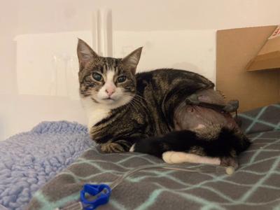 DELIGHTFUL DELORES - needs your help