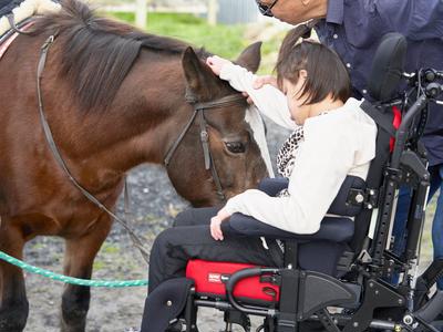 New therapy horse needed