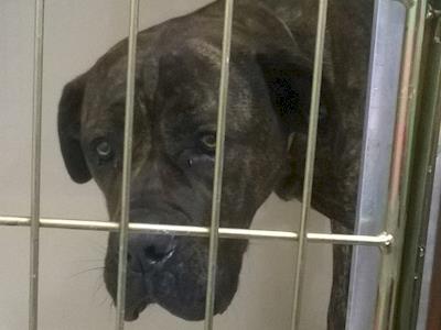 Boomer needs your help to support his life saving vet treatment