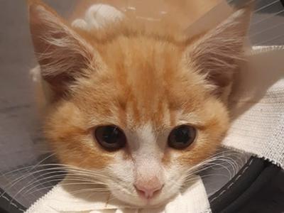 Sparkles the Survivor