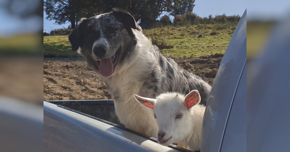 Spock the noodle dog Givealittle