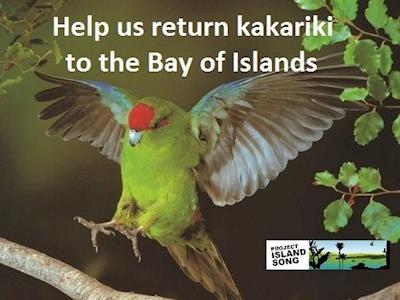 We need your help to return the endangered red-crowned kakariki to the Bay of Islands