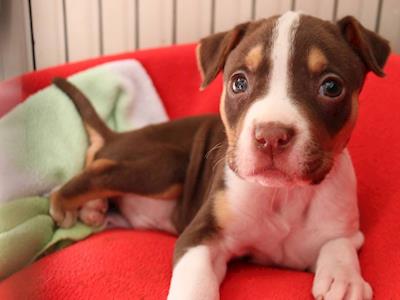 Help Paddlefoot run like the wind!