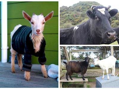 Sweet hay for animal tummies