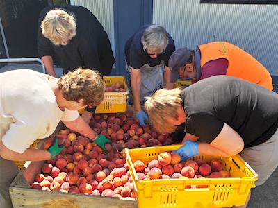 We nourish the Hawke's Bay community using rescued food.
