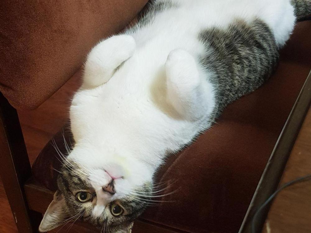 Help save our cat's life Givealittle