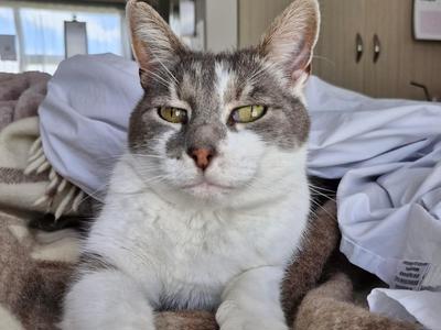 Heath - the furry Hospice carer