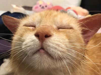 Help for Stinky 😺❤