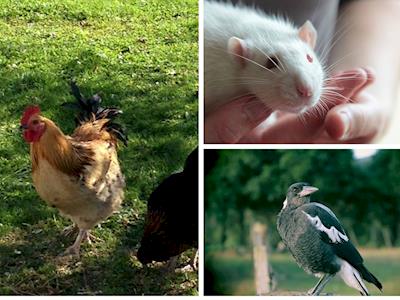 A Hospital Room for Small Animals