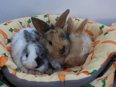 BEAUTIFUL BUNNIES NEED URGENT HELP!