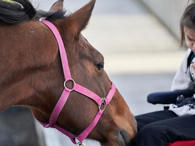 New therapy horse needed - Rikki is on trial with us to see if she fits the bill!